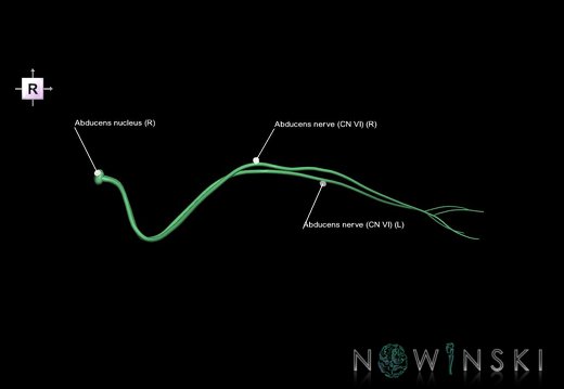 G1.T19.9.V4.C2.L1.Abducens nerve