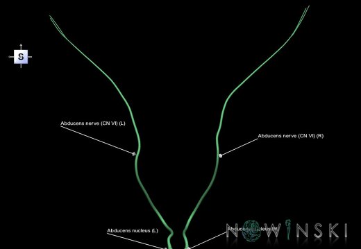 G1.T19.9.V5.C2.L1.Abducens nerve