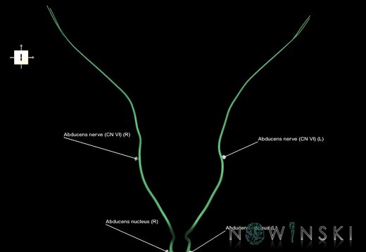 G1.T19.9.V6.C2.L1.Abducens nerve