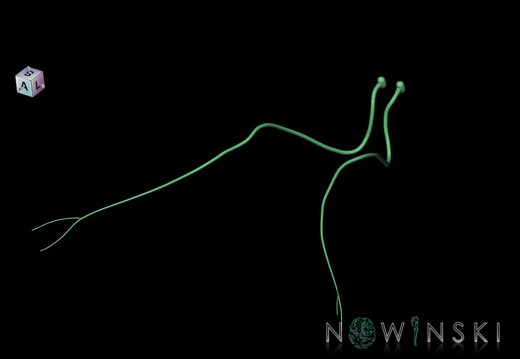 G1.T19.9.V7.C2.L0.Abducens nerve