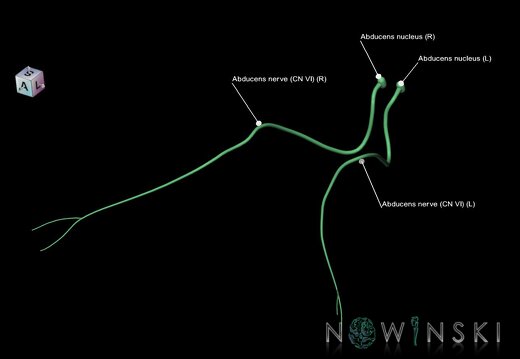 G1.T19.9.V7.C2.L1.Abducens nerve