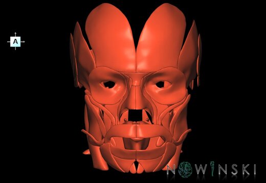 G1.T20.1.V1.C1.L0.Head muscles all