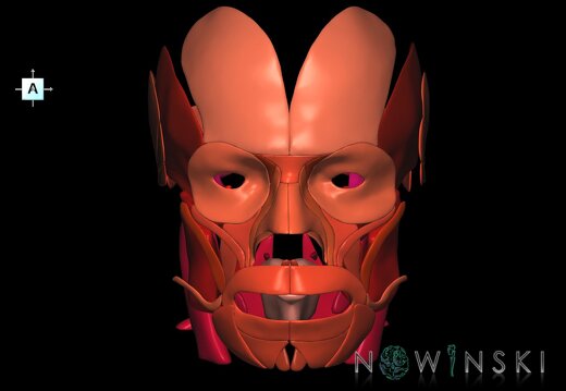 G1.T20.1.V1.C2.L0.Head muscles all