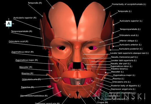 G1.T20.1.V1.C2.L1.Head muscles all