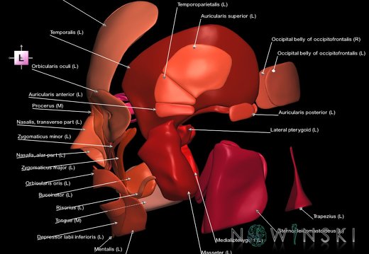 G1.T20.1.V2.C2.L1.Head muscles all