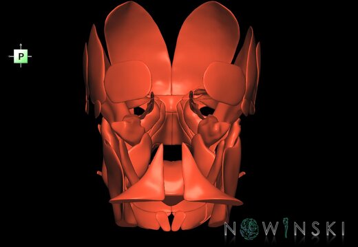 G1.T20.1.V3.C1.L0.Head muscles all