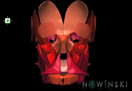 G1.T20.1.V3.C2.L0.Head muscles all