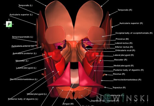 G1.T20.1.V3.C2.L1.Head muscles all