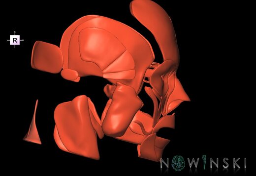 G1.T20.1.V4.C1.L0.Head muscles all