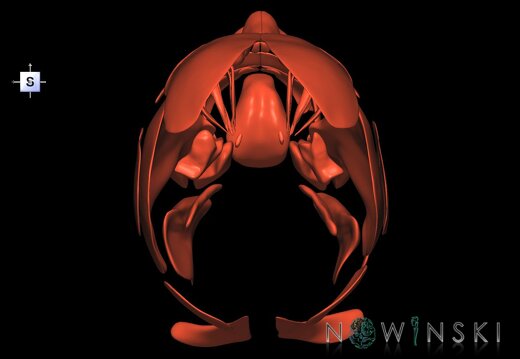 G1.T20.1.V5.C1.L0.Head muscles all
