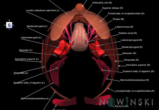 G1.T20.1.V5.C2.L1.Head muscles all