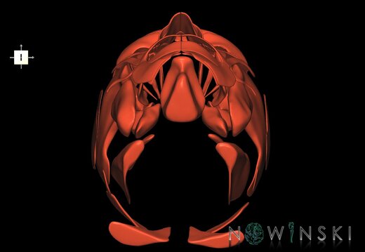 G1.T20.1.V6.C1.L0.Head muscles all