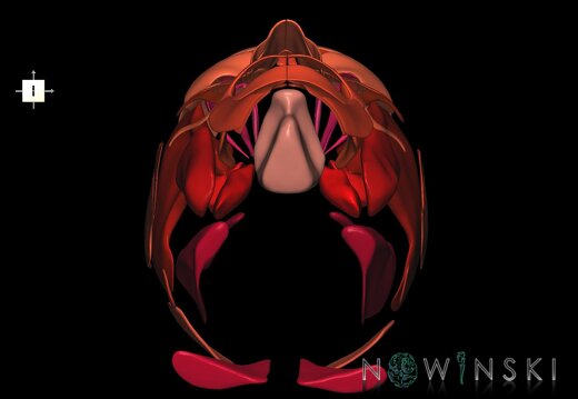 G1.T20.1.V6.C2.L0.Head muscles all