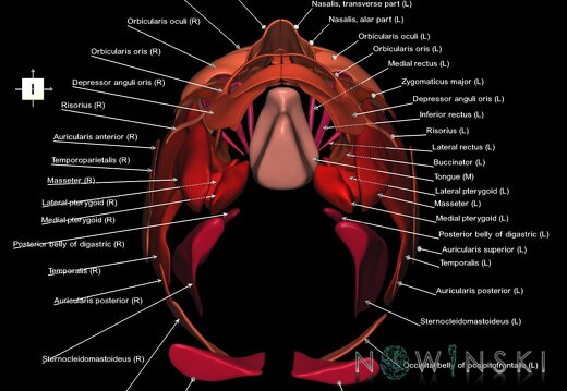 G1.T20.1.V6.C2.L1.Head muscles all