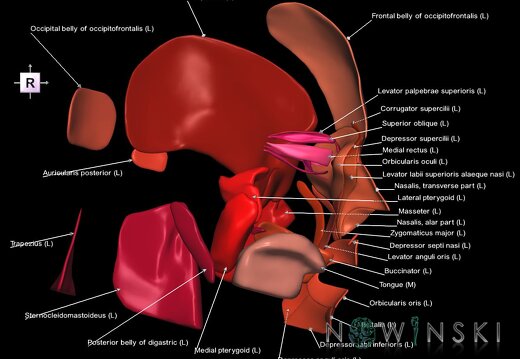 G1.T20.2.V4.C2.L1.Head muscles left