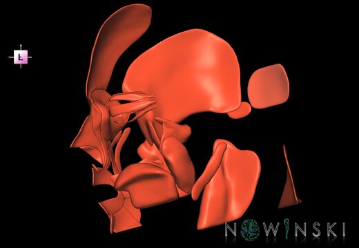 G1.T20.3.V2.C1.L0.Head muscles right