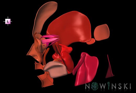 G1.T20.3.V2.C2.L0.Head muscles right