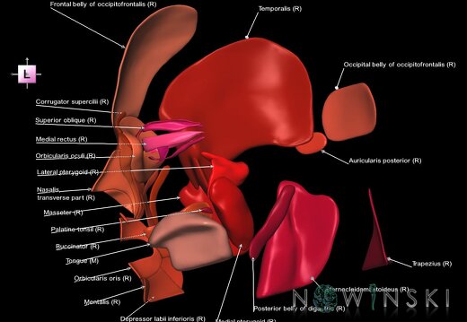 G1.T20.3.V2.C2.L1.Head muscles right