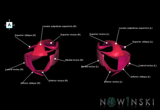 G1.T20.4.V1.C2.L1.Extraocular muscles