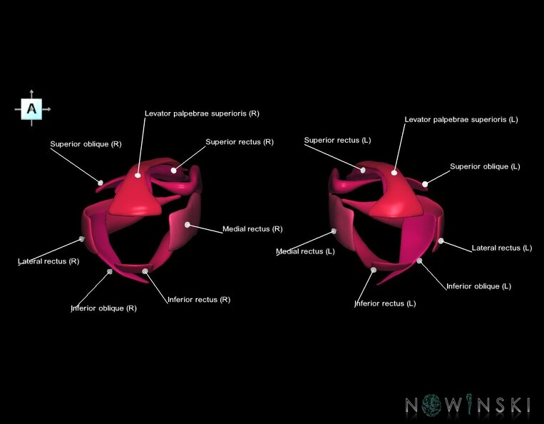 G1.T20.4.V1.C2.L1.Extraocular_muscles.tiff