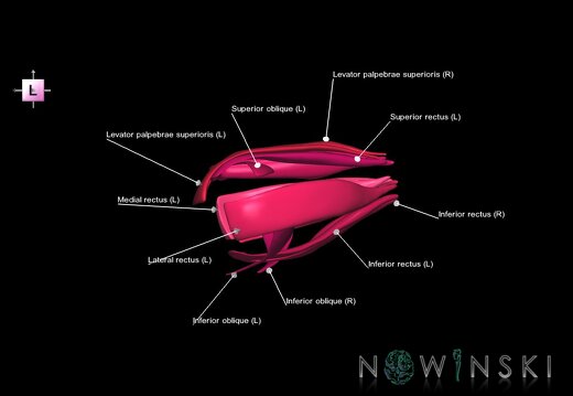 G1.T20.4.V2.C2.L1.Extraocular muscles