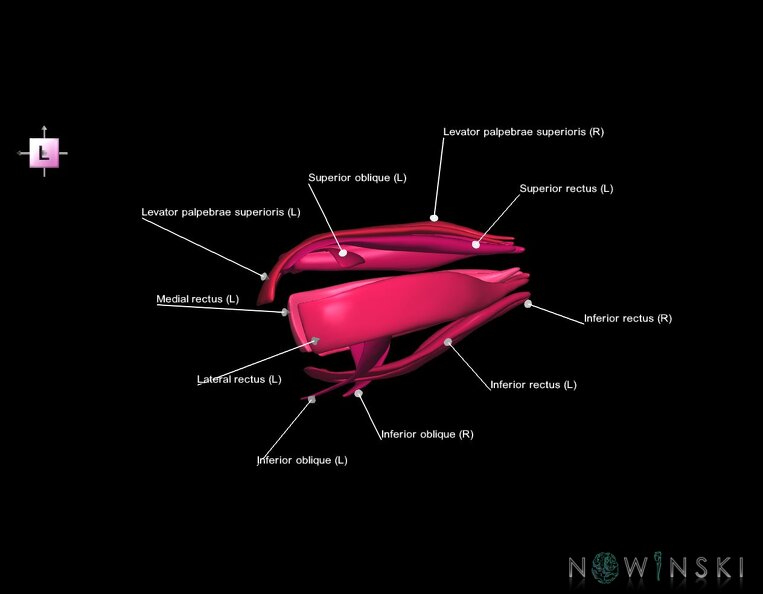 G1.T20.4.V2.C2.L1.Extraocular_muscles.tiff