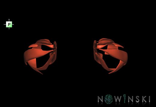 G1.T20.4.V3.C1.L0.Extraocular muscles