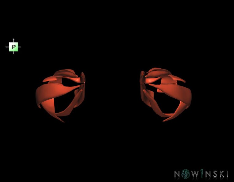 G1.T20.4.V3.C1.L0.Extraocular_muscles.tiff