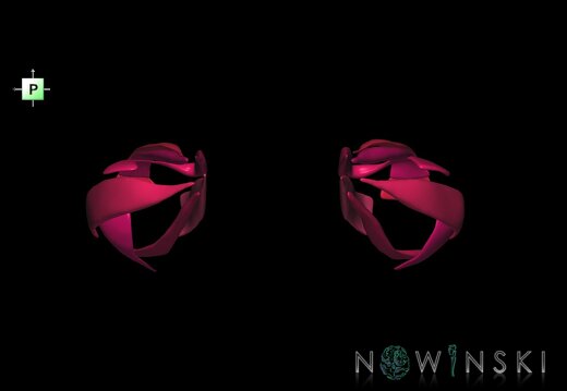 G1.T20.4.V3.C2.L0.Extraocular muscles