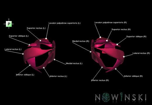 G1.T20.4.V3.C2.L1.Extraocular muscles
