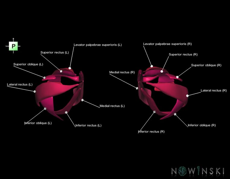 G1.T20.4.V3.C2.L1.Extraocular_muscles.tiff