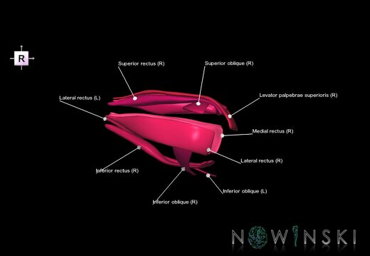 G1.T20.4.V4.C2.L1.Extraocular muscles