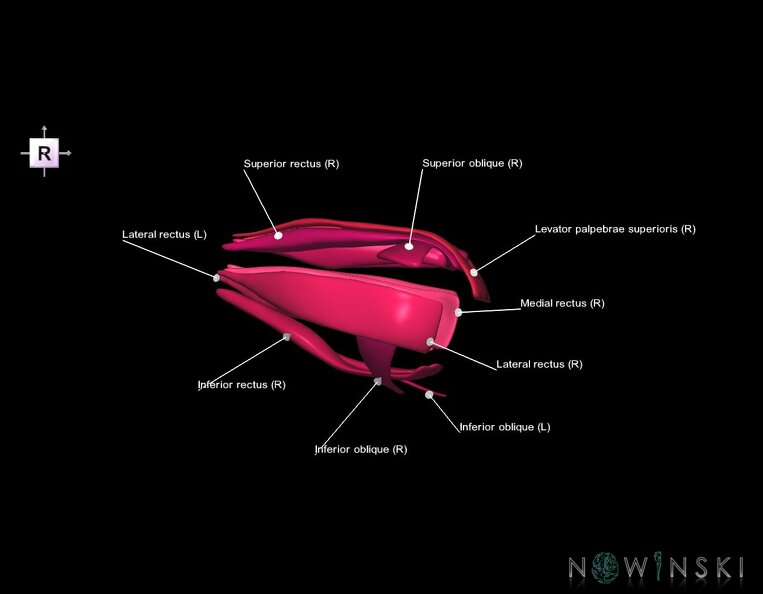 G1.T20.4.V4.C2.L1.Extraocular_muscles.tiff