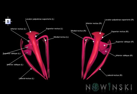 G1.T20.4.V5.C2.L1.Extraocular muscles