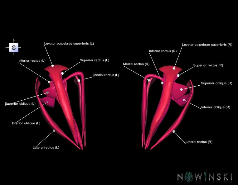 G1.T20.4.V5.C2.L1.Extraocular_muscles.tiff