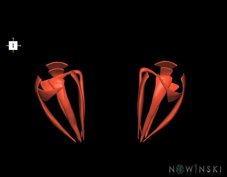G1.T20.4.V6.C1.L0.Extraocular_muscles.tiff