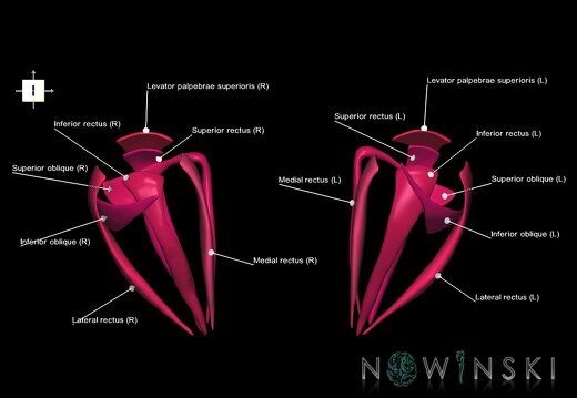 G1.T20.4.V6.C2.L1.Extraocular muscles