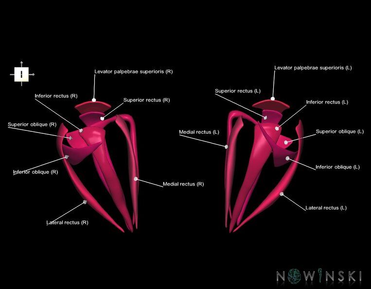 G1.T20.4.V6.C2.L1.Extraocular_muscles.tiff