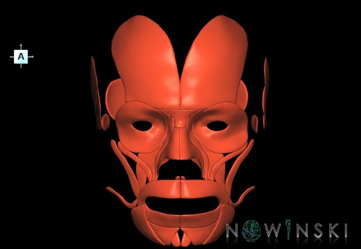 G1.T20.5.V1.C1.L0.Facial muscles