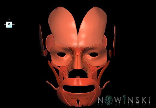 G1.T20.5.V1.C2.L0.Facial muscles