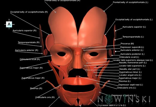 G1.T20.5.V1.C2.L1.Facial muscles