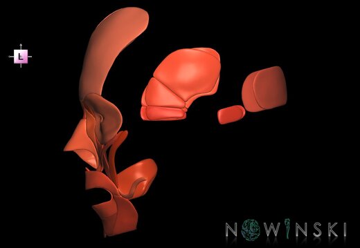 G1.T20.5.V2.C2.L0.Facial muscles