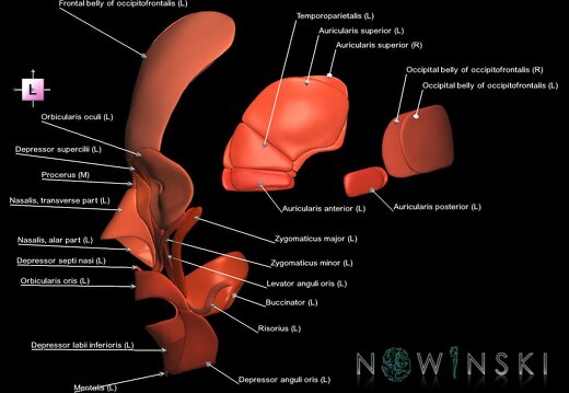 G1.T20.5.V2.C2.L1.Facial muscles