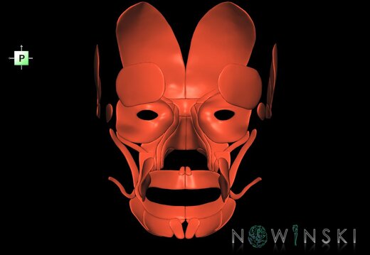 G1.T20.5.V3.C1.L0.Facial muscles