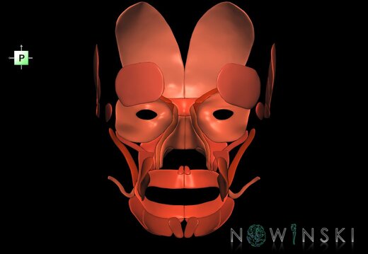 G1.T20.5.V3.C2.L0.Facial muscles