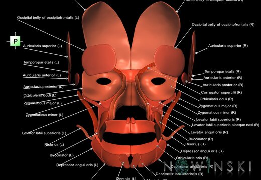 G1.T20.5.V3.C2.L1.Facial muscles