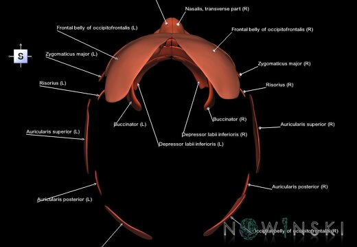 G1.T20.5.V5.C2.L1.Facial muscles