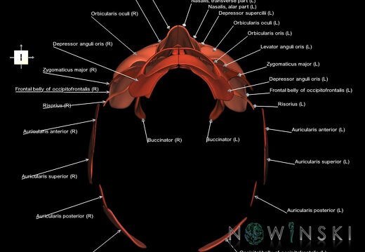 G1.T20.5.V6.C2.L1.Facial muscles