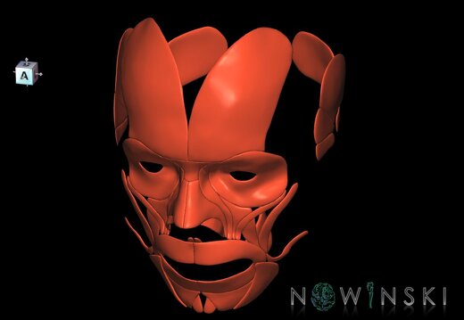 G1.T20.5.V7.C1.L0.Facial muscles