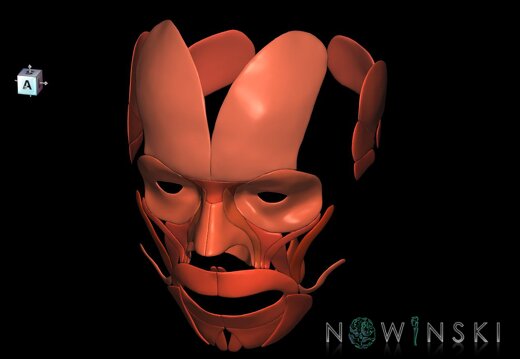 G1.T20.5.V7.C2.L0.Facial muscles